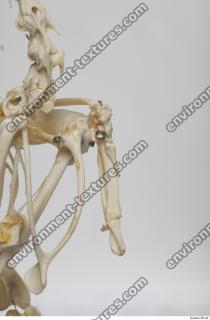 hen skeleton 0043